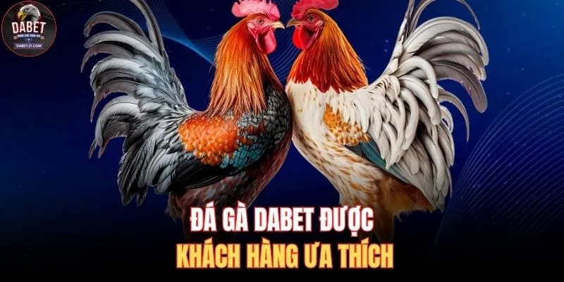 Đá gà DABET được khách hàng ưa thích